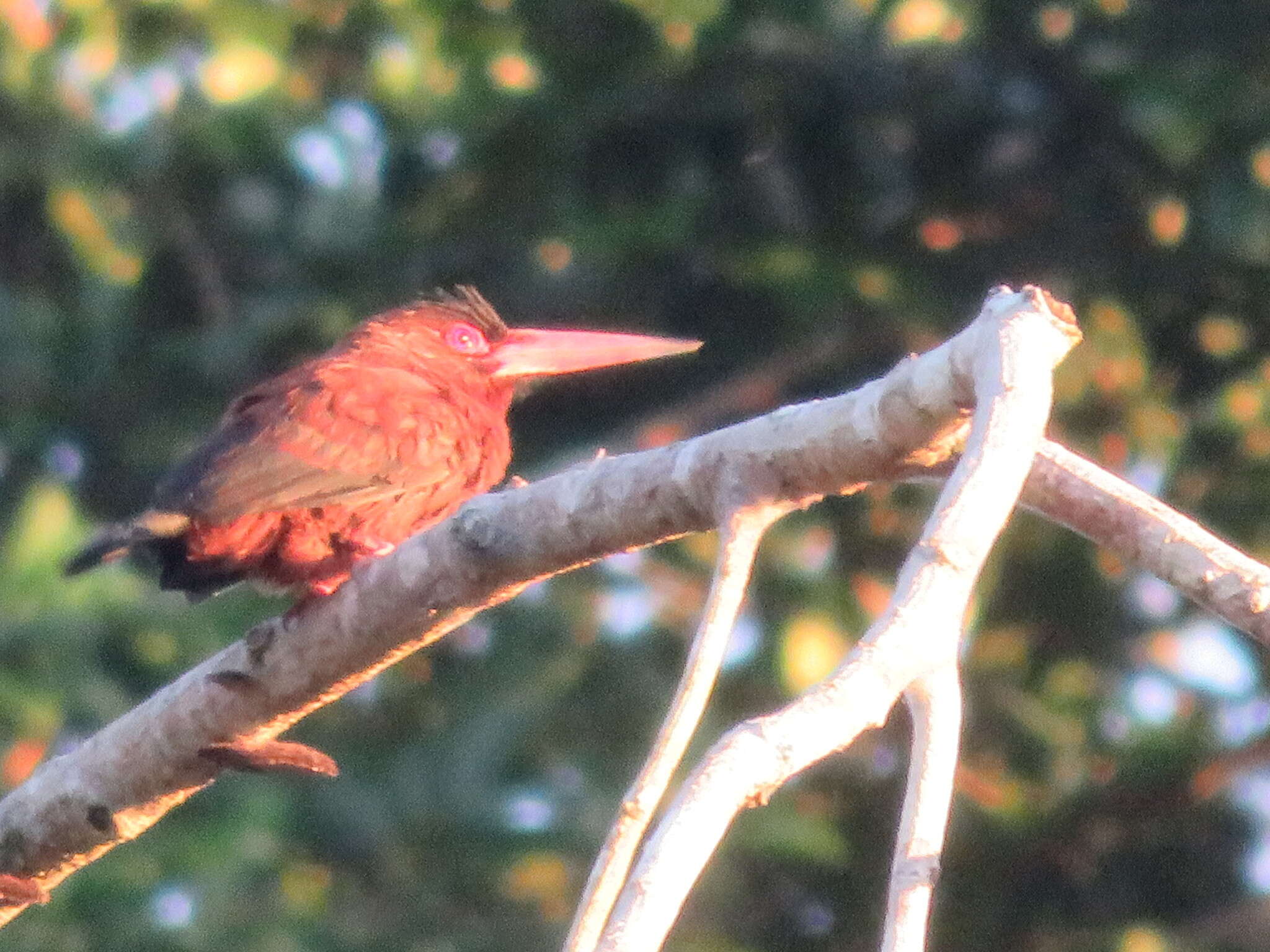 Image of Chestnut Jacamar