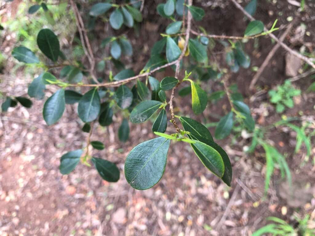 Image of Erythroxylum australe F. Müll.