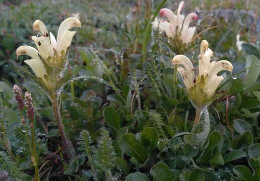 Imagem de Pedicularis capitata Adams.