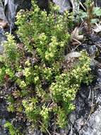 Image of Galium tarokoense Hayata