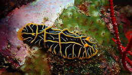 Image of Orange ridge black slug