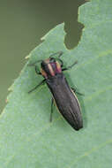 Image of Agrilus vittaticollis (Randall 1838)