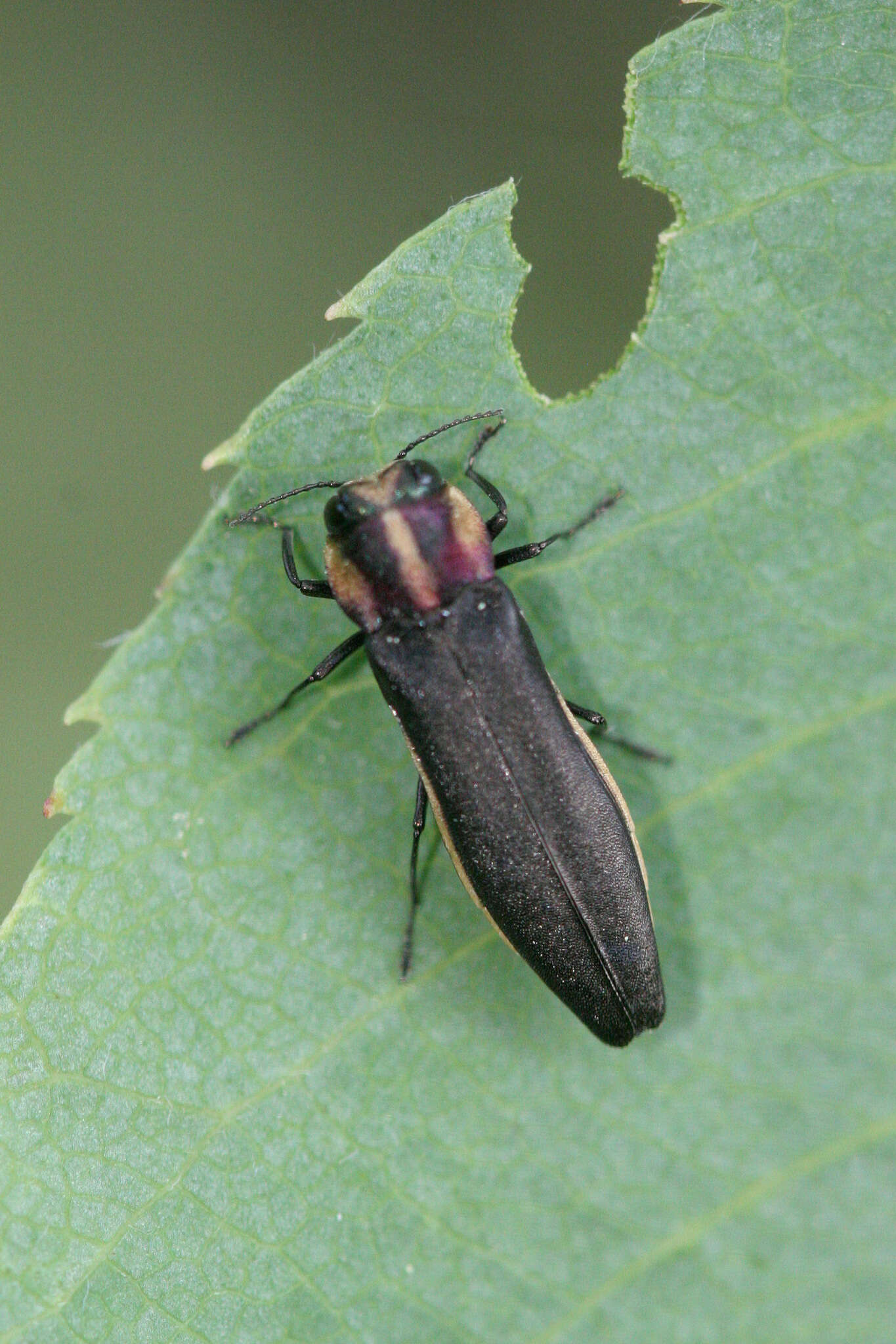 Image of Agrilus vittaticollis (Randall 1838)