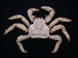 Image of Brown king crab