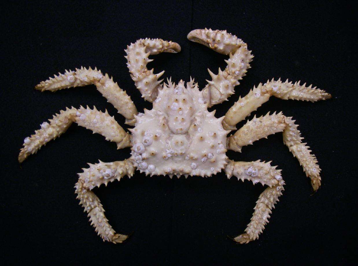 Image of Brown king crab