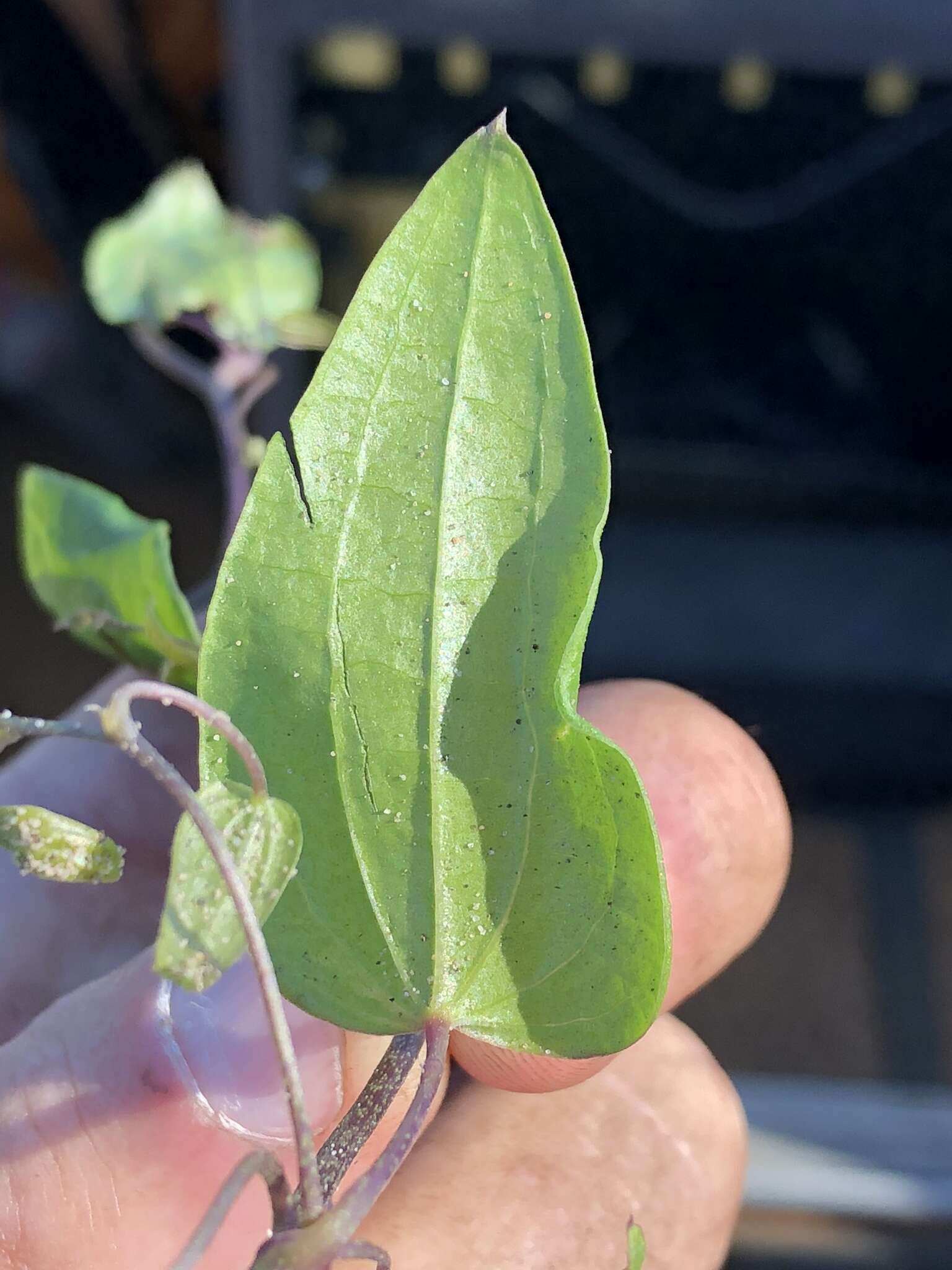 صورة Dioscorea burchellii Baker