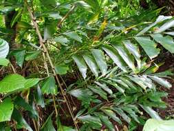 Image of Caryota maxima Blume