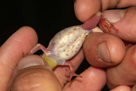 Image of Kachalola Reed Frog