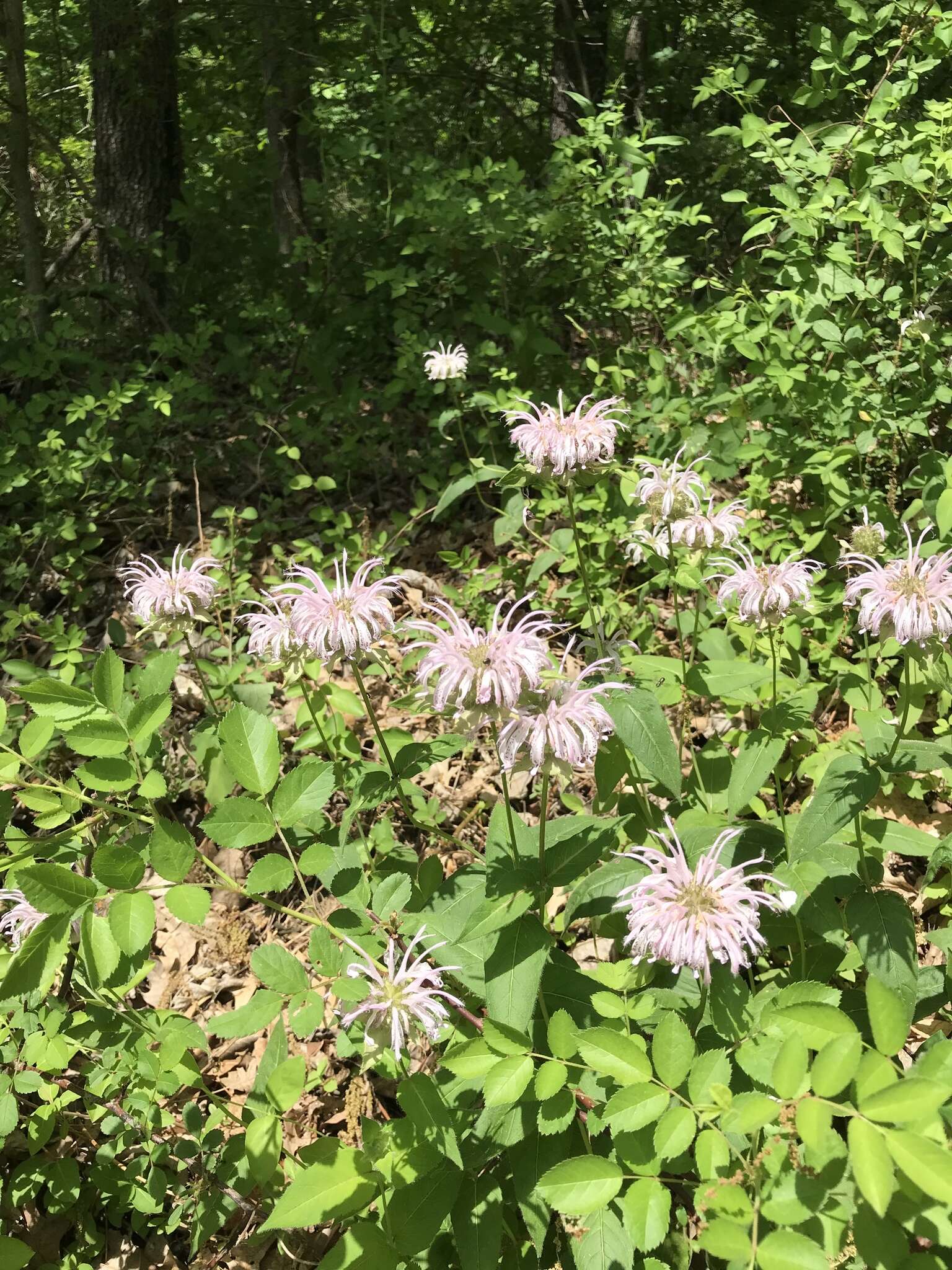 Image of eastern beebalm