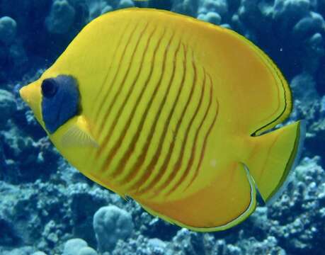 Image of Addis Butterflyfish