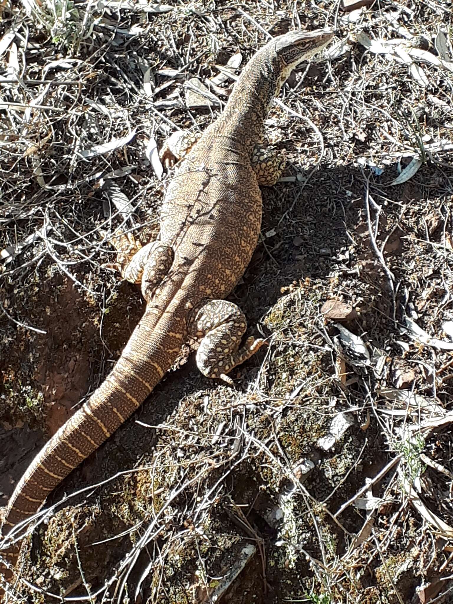 Image of Sand Monitor