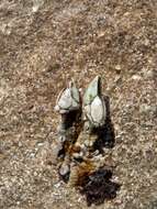 Image of goose neck barnacle