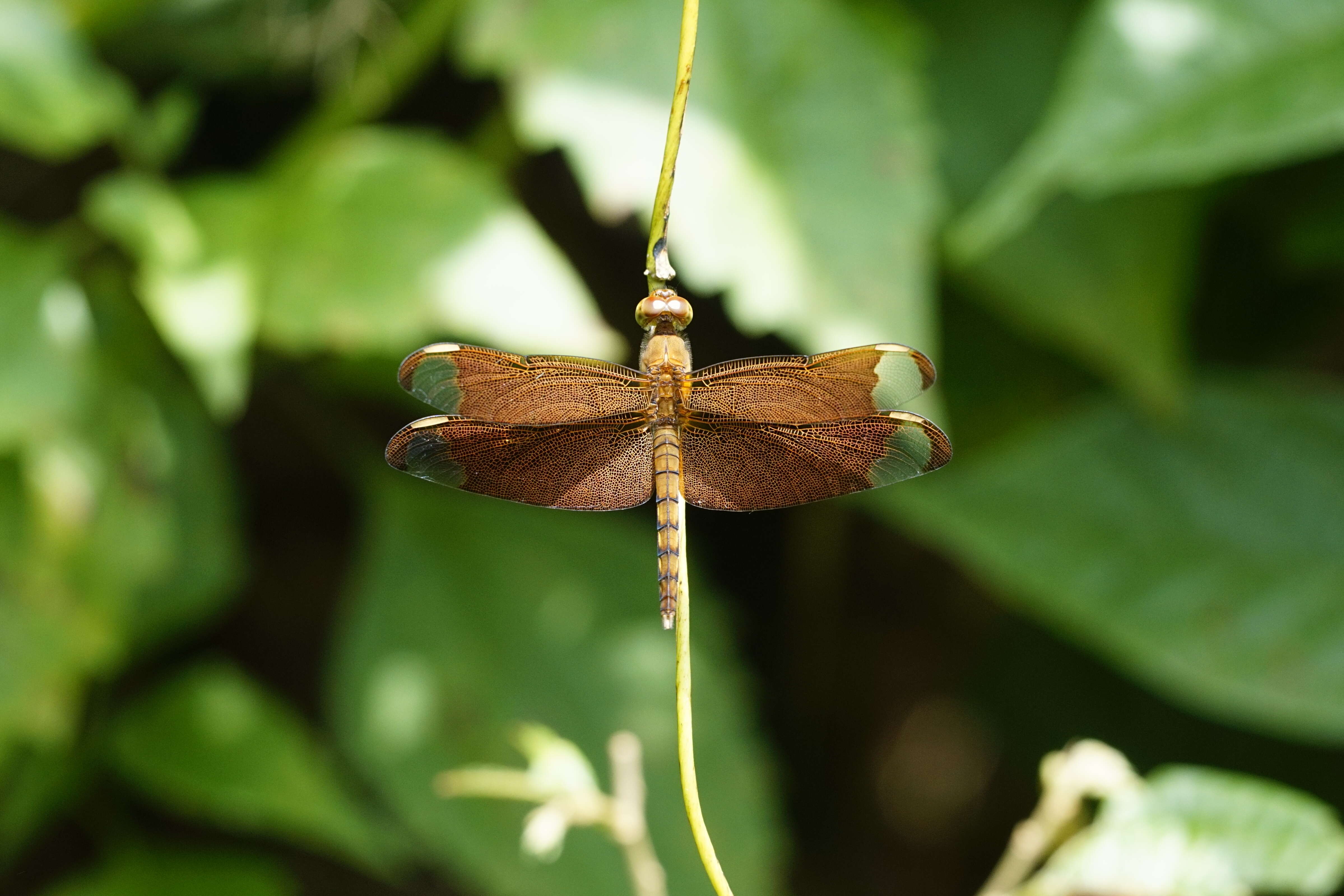 Image of Black Stream Glider