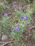 Image de Lupinus caudatus