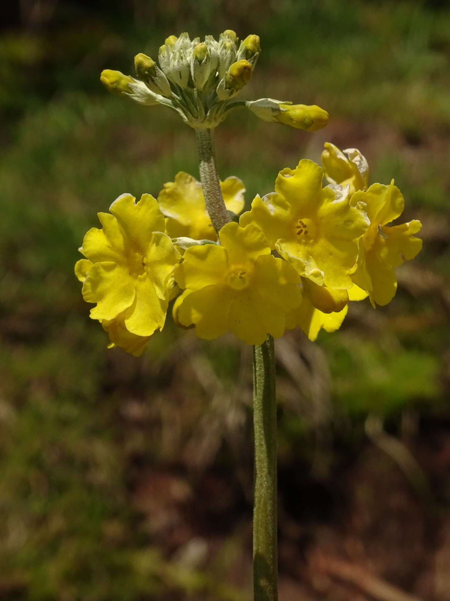 Image of Primula prolifera Wall.