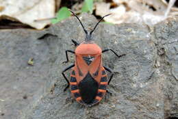 صورة Brachytes bicolor Westwood 1842