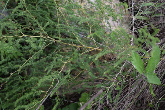 Image of African asparagus