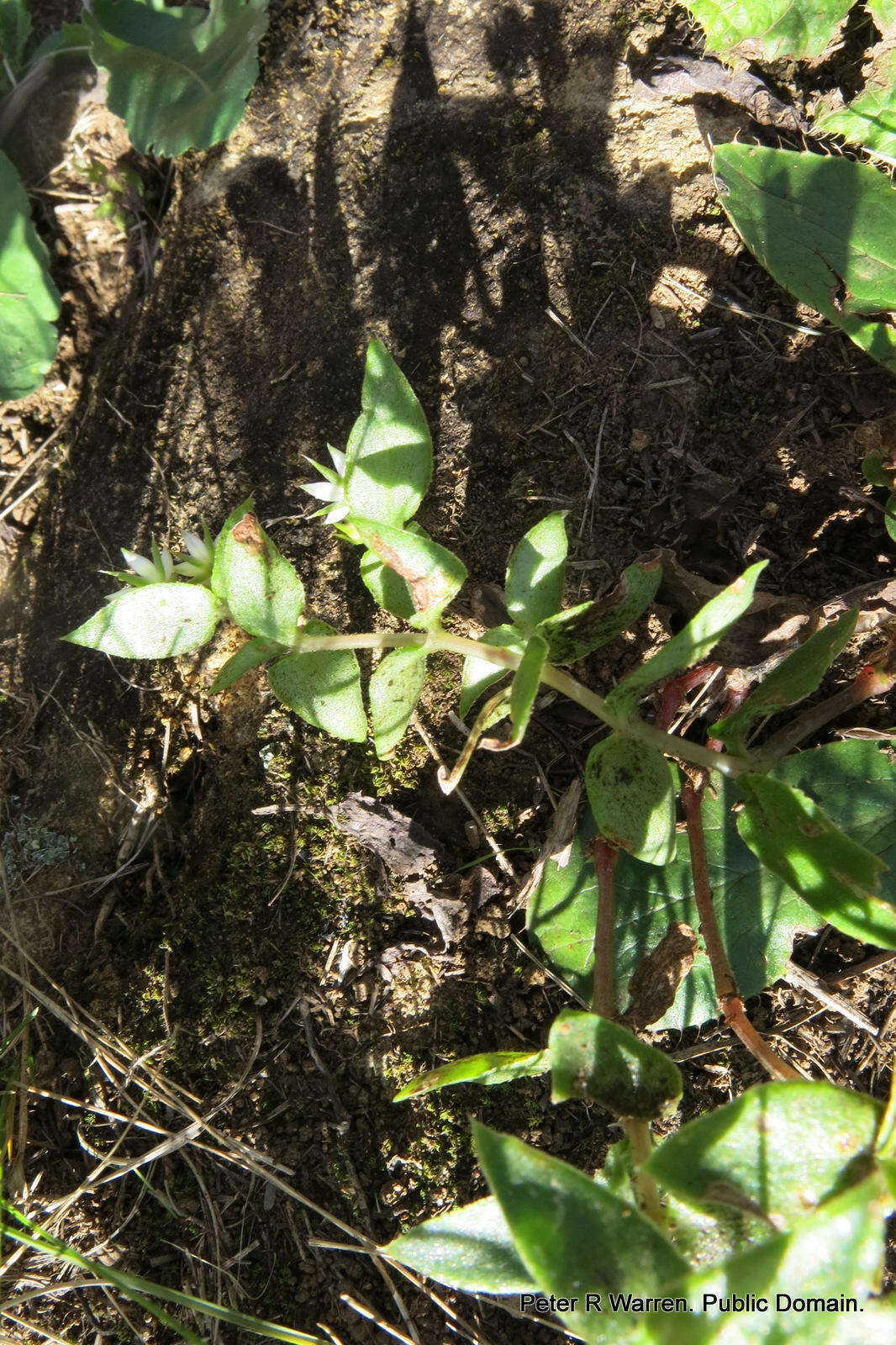 Image of Crassula pellucida subsp. alsinoides (Hook. fil.) Tölken