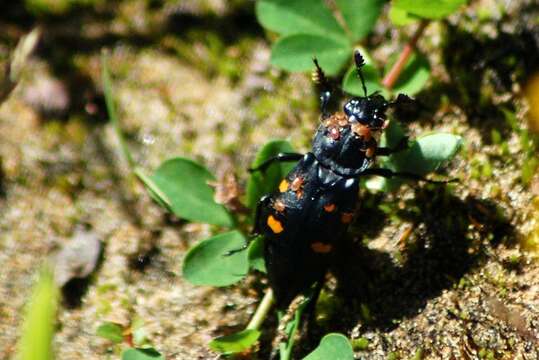 Image of Nicrophorus (Nicrophorus) defodiens (Mannerheim 1846)