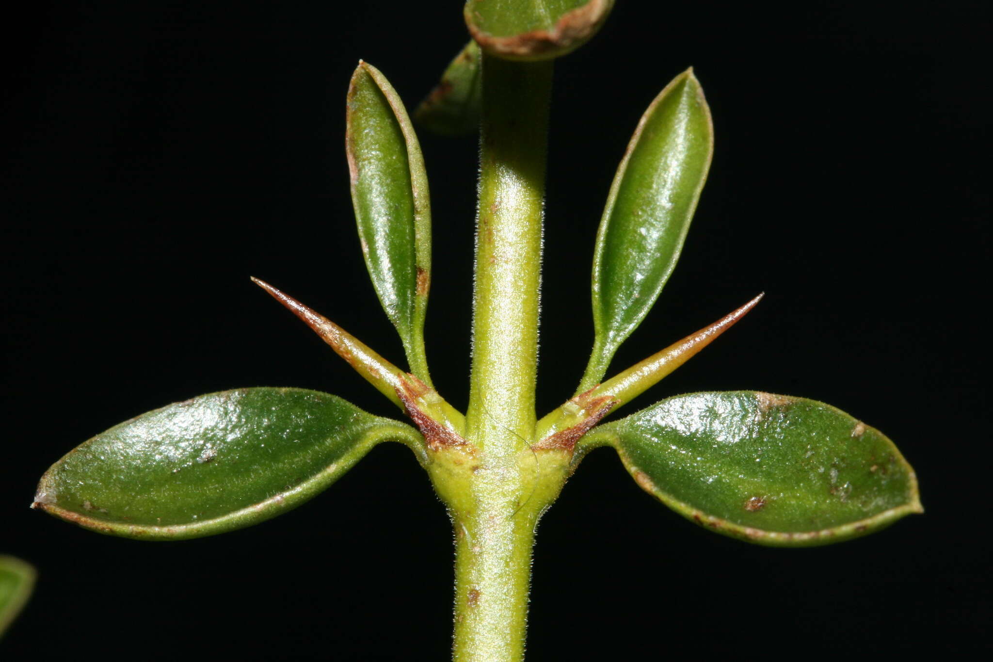 Image of Chacaya trinervis (Gillies ex Hook.) Escalante