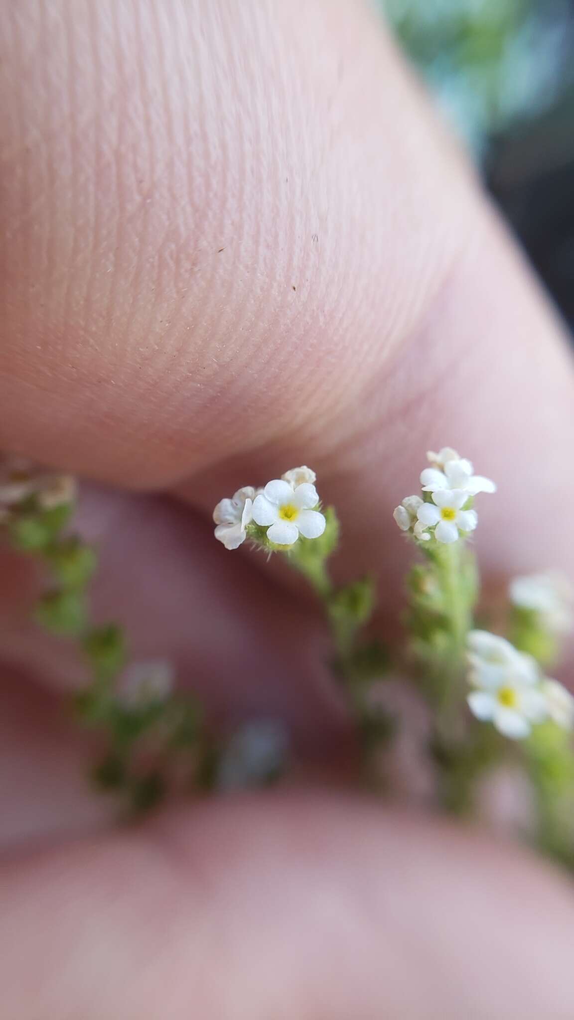 Image of stalked popcornflower