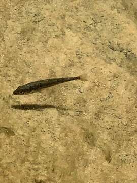 Image of Smallhead stickleback