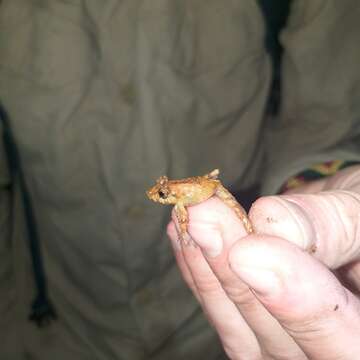 Image of Pristimantis prolatus (Lynch & Duellman 1980)