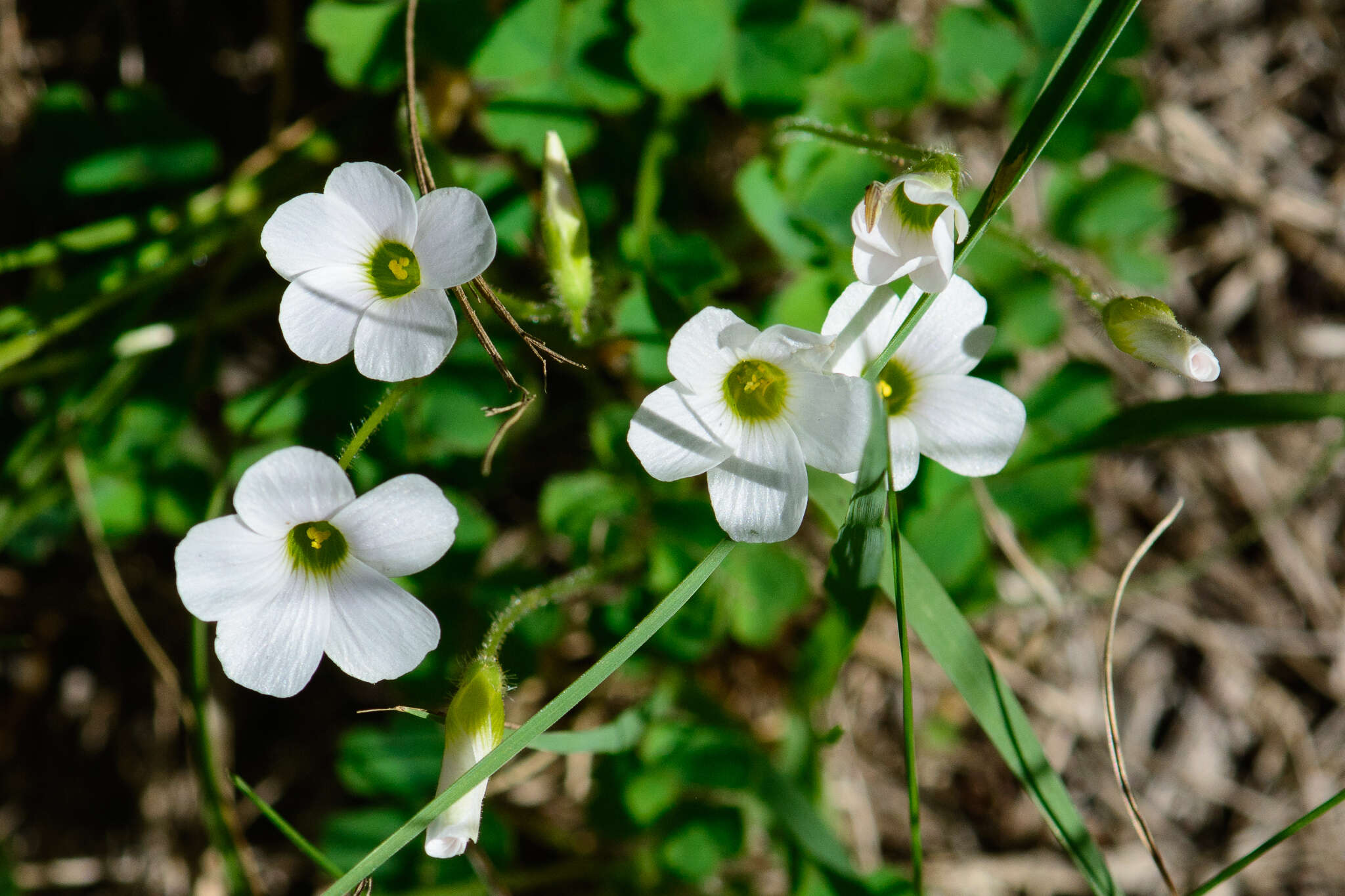 Sivun Oxalis imbricata var. imbricata kuva