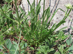 Imagem de Saponaria bellidifolia Sm.