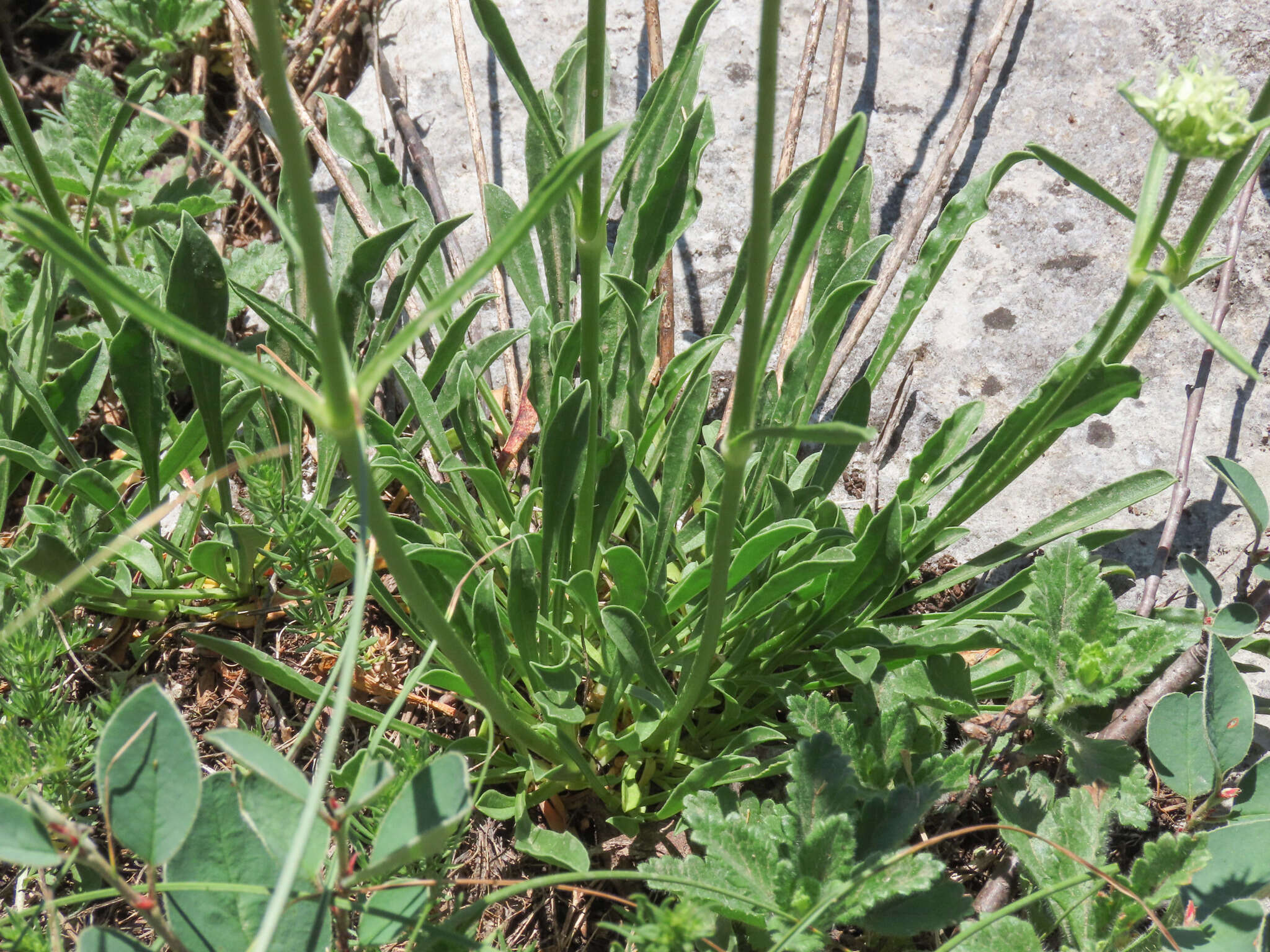 Imagem de Saponaria bellidifolia Sm.