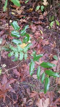 Image of Hollyleaved barberry