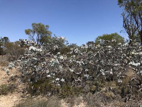 Image of Eucalyptus rhodantha Blakely & Steedm.