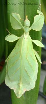 Image of Phyllium (Phyllium) ericoriai Hennemann, Conle, Gottardo & Bresseel 2009