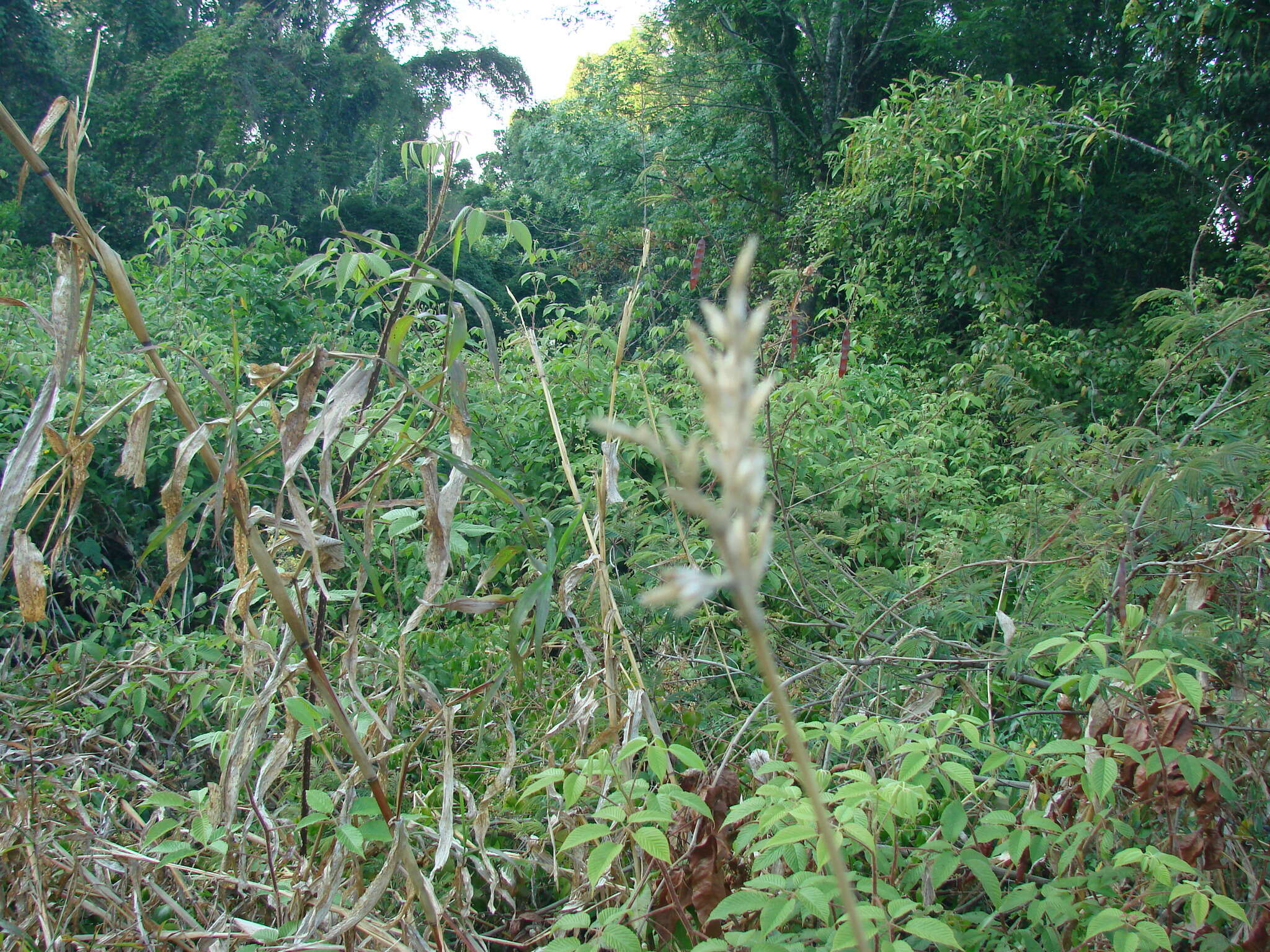 Image of diploperennial teosinte