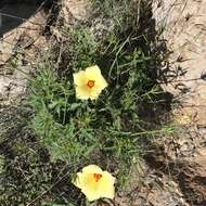 Image of Arizona rosemallow