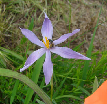 Image of Nuttall's pleatleaf