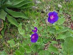 Ipomoea tacambarensis E. Carranza的圖片