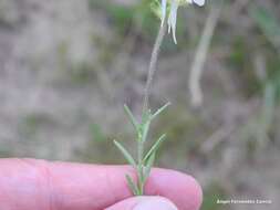 صورة Linaria supina subsp. maritima (DC.) M. Lainz