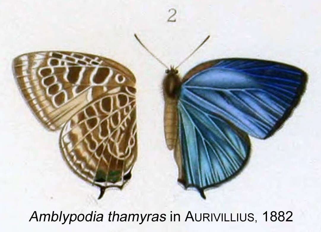 Plancia ëd Arhopala thamyras (Linnaeus 1758)