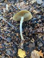 Image of Psilocybe angulospora Y. W. Wang & S. S. Tzean 2015