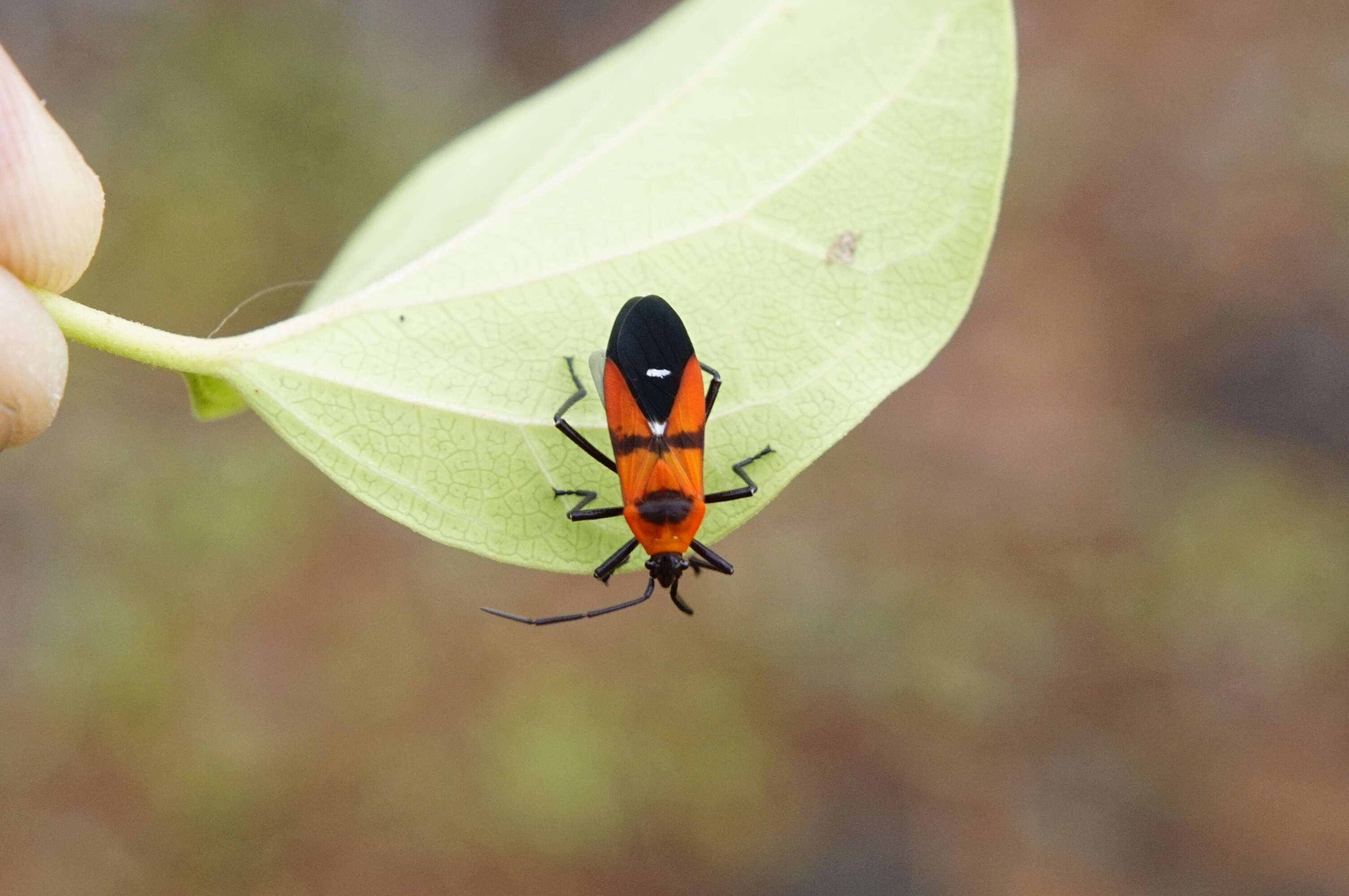 Image of scentless plant bugs