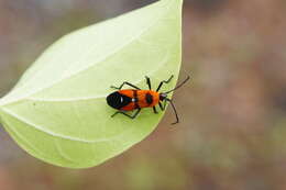 Image of scentless plant bugs