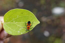 Image of scentless plant bugs