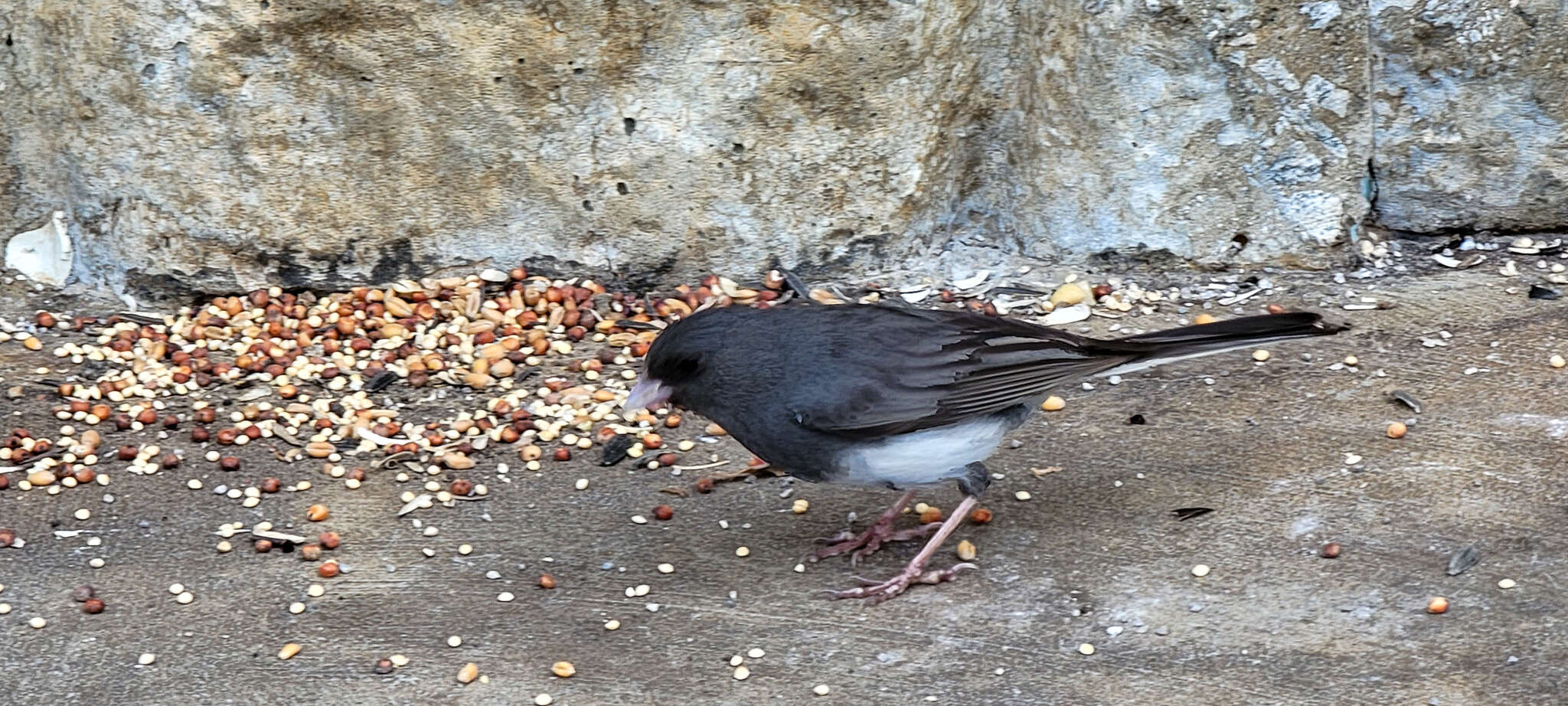 Image of Junco hyemalis carolinensis Brewster 1886