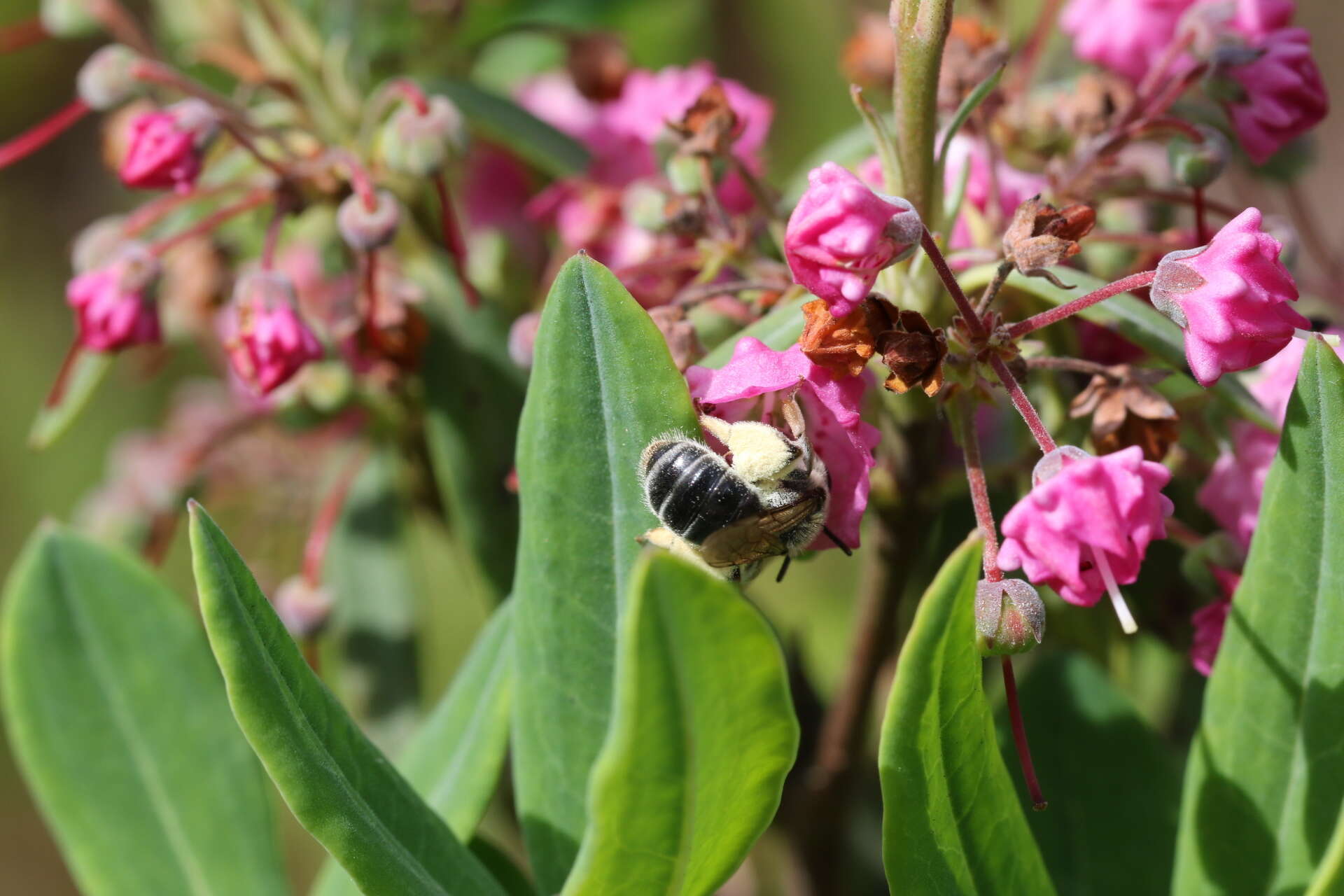 Image of Andrena kalmiae Atwood 1934