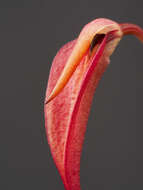 Imagem de Bulbophyllum obovatifolium J. J. Sm.