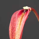 Bulbophyllum obovatifolium J. J. Sm.的圖片