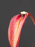 Image of Bulbophyllum obovatifolium J. J. Sm.