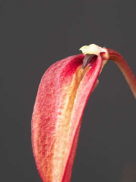 Imagem de Bulbophyllum obovatifolium J. J. Sm.