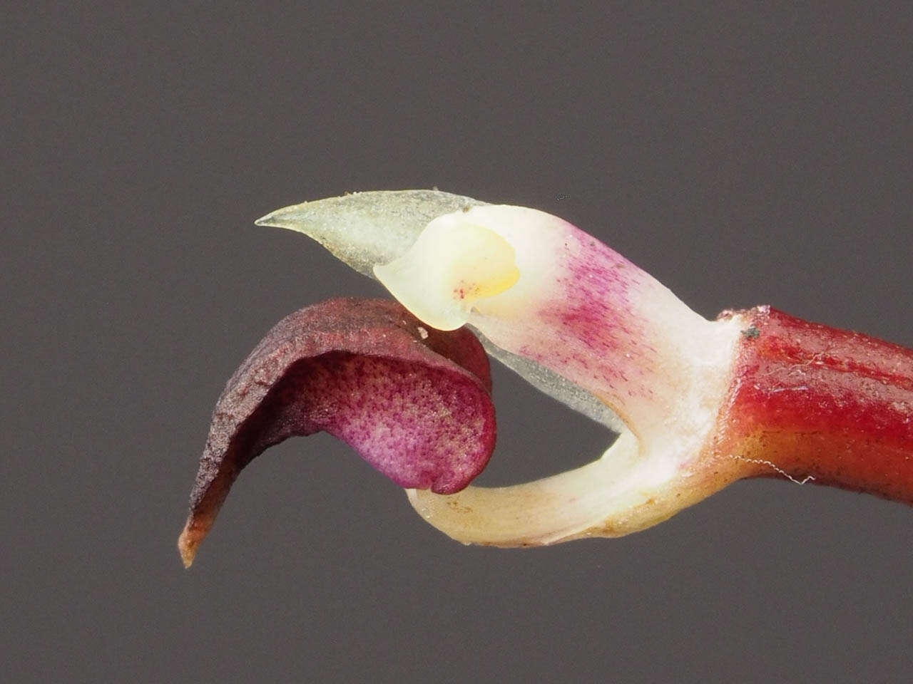 Image of Bulbophyllum obovatifolium J. J. Sm.
